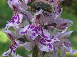 orchis fuchsii3